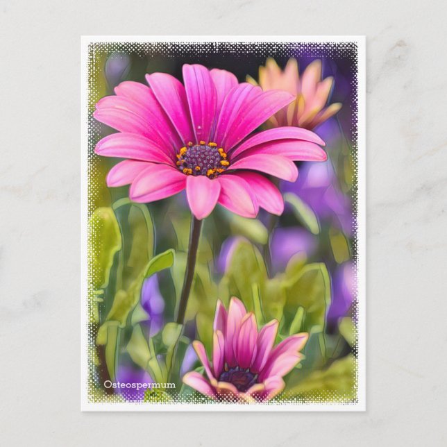 Postal Osteospermum (Anverso)