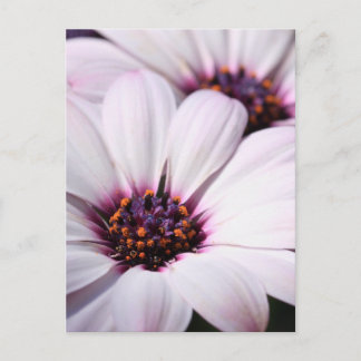 Postal Osteospermum