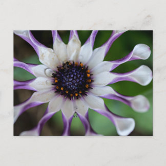 Postal Osteospermum Nasinga White