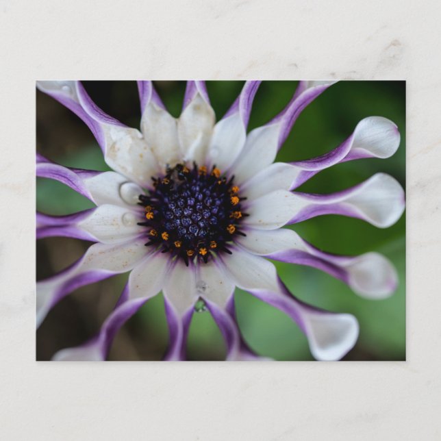 Postal Osteospermum Nasinga White (Anverso)
