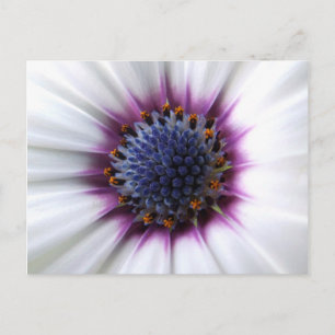 Postal Osteospurmum