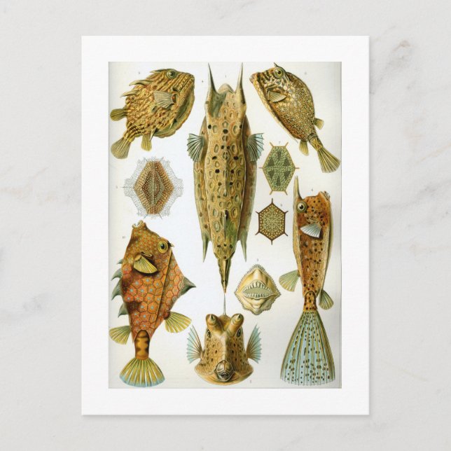 Postal Ostracionistas (Anverso)