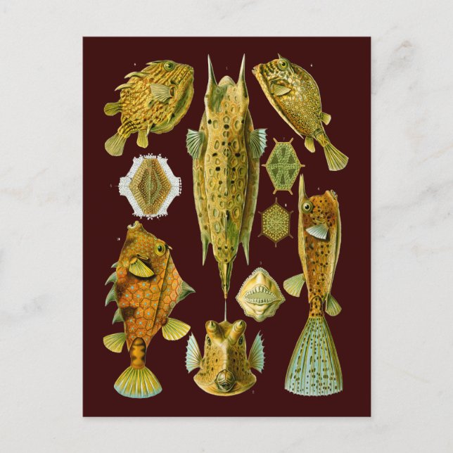Postal Ostraciontes (Boxfish), Ernst Haeckel Bella Artes (Anverso)
