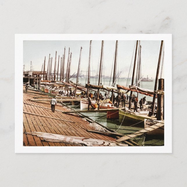 Postal Ostras en la Nueva Orleans del Levee 1900 (Anverso)