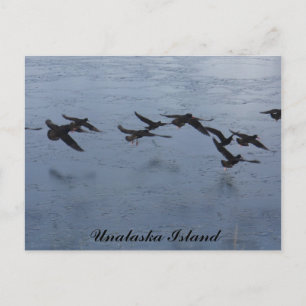 Postal Ostreros en vuelo, isla Unalaska