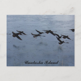 Postal Ostreros en vuelo, isla Unalaska