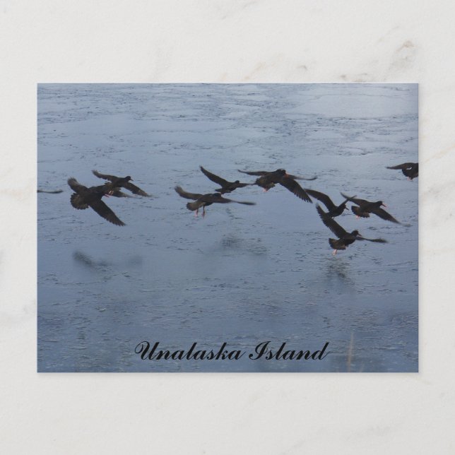 Postal Ostreros en vuelo, isla Unalaska (Anverso)