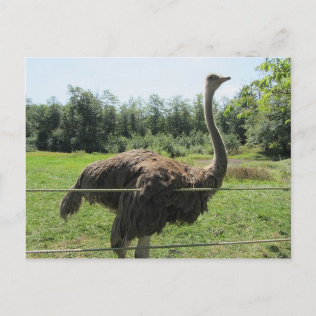 Postal Ostrich (Anverso)