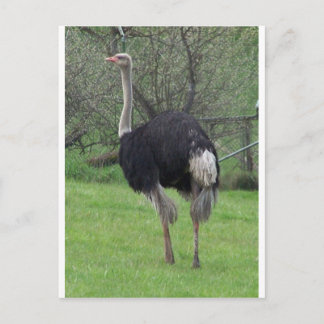 Postal Ostrich