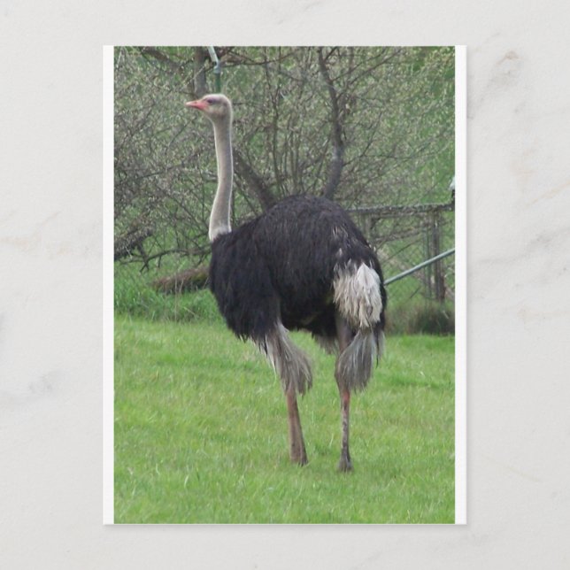 Postal Ostrich (Anverso)