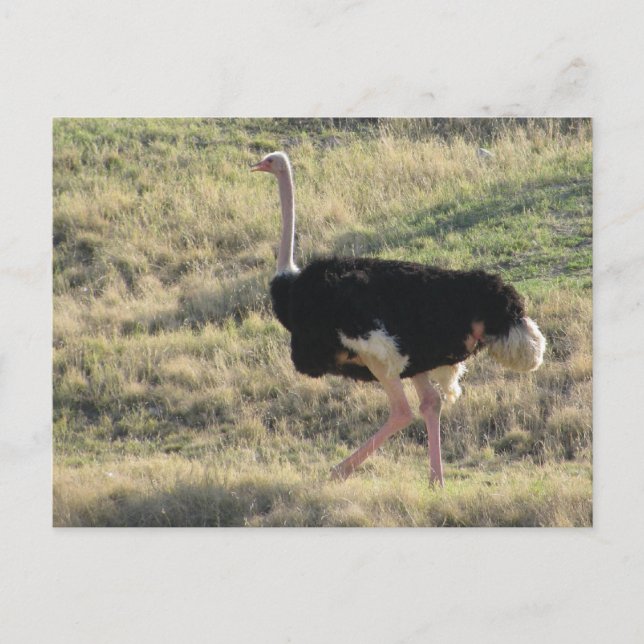 Postal Ostrich (Anverso)