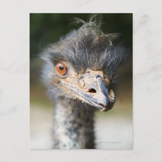 Postal Ostrich (Anverso)