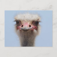 Ostrich