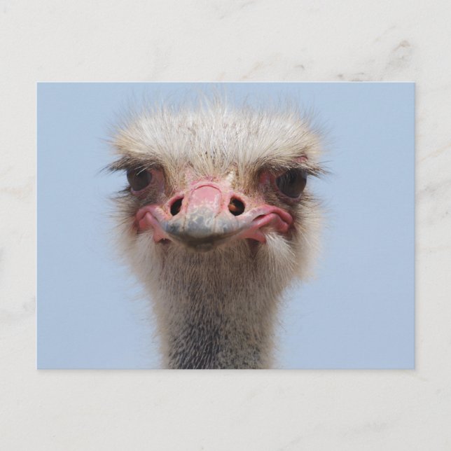Postal Ostrich (Anverso)