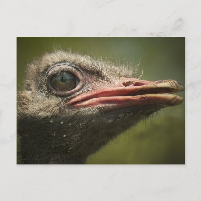 Postal Ostrich Blair Drummond (Anverso)