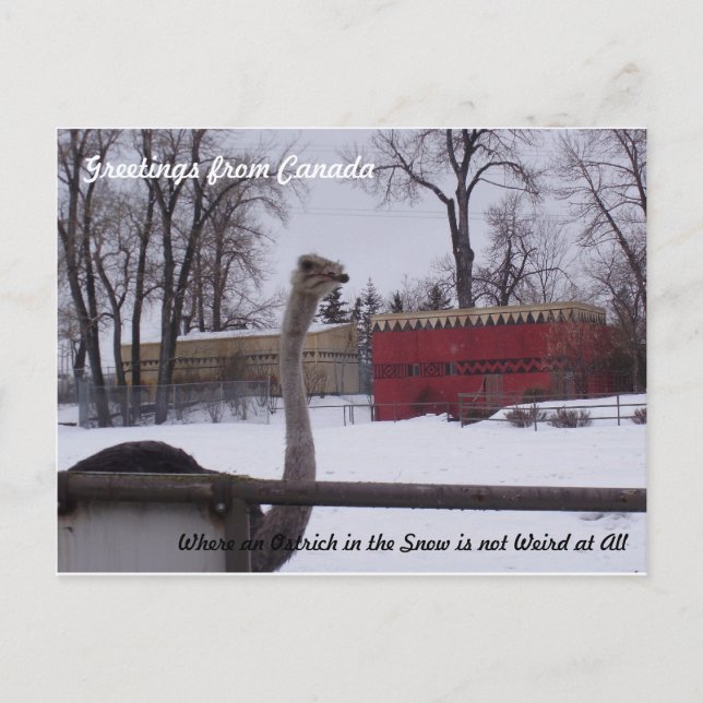 Postal Ostrich en la nieve (Anverso)