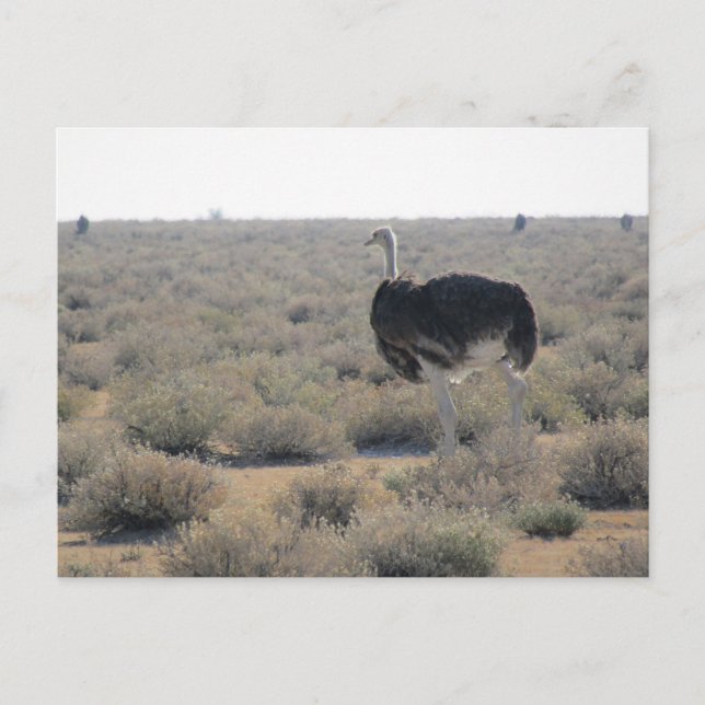 Postal ostrich etosha (Anverso)