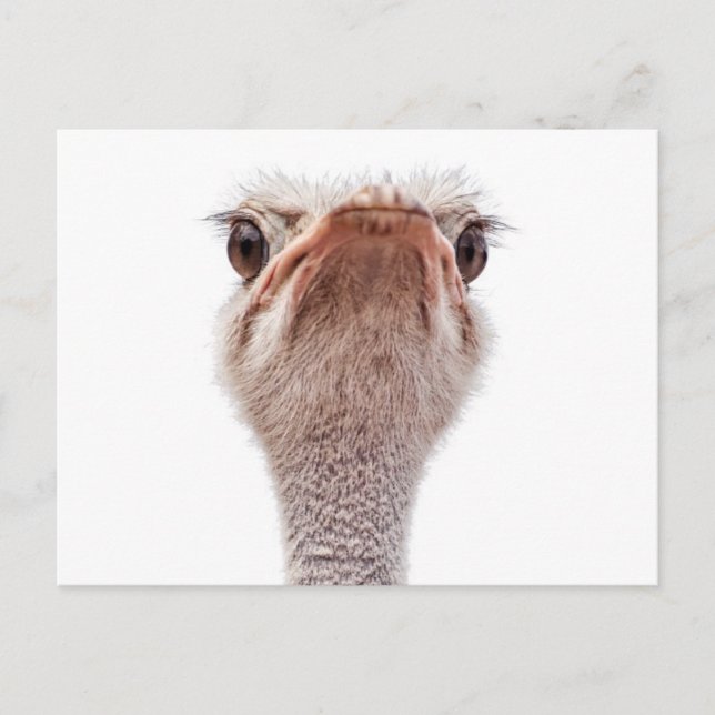 Postal Ostrich Face (Anverso)