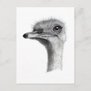 POSTAL OSTRICH HEAD IN PENCIL: ARTE: REALISMO