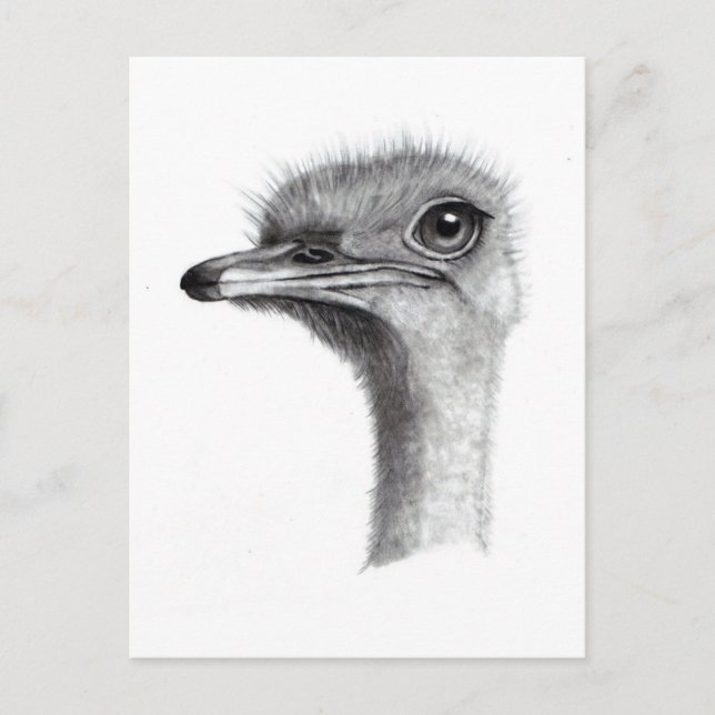 POSTAL OSTRICH HEAD IN PENCIL: ARTE: REALISMO (Anverso)