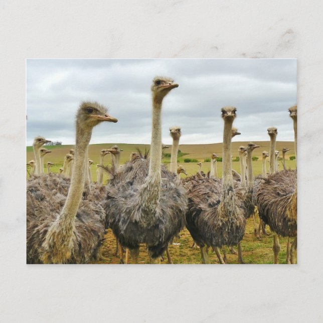 Postal Ostriches (Anverso)