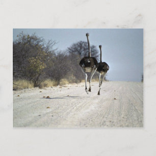 Postal Ostriches corriendo