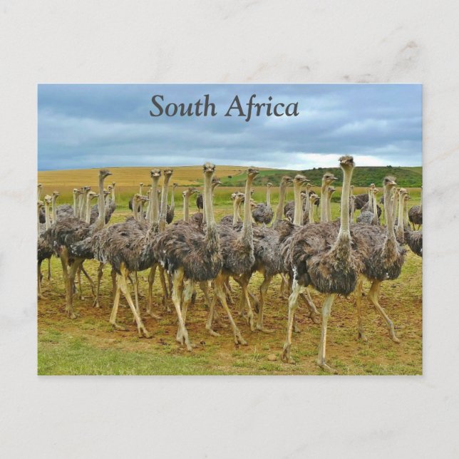 Postal Ostriches Sudáfrica (Anverso)