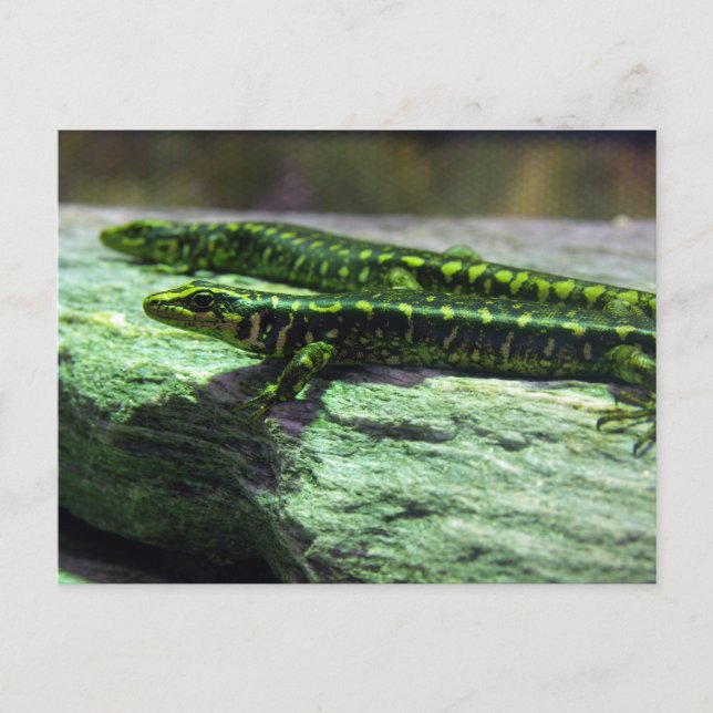 Postal Otago Skink (Anverso)
