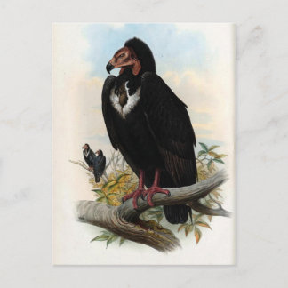 Postal Otogyps Calvus. Vulnerabilidad negra