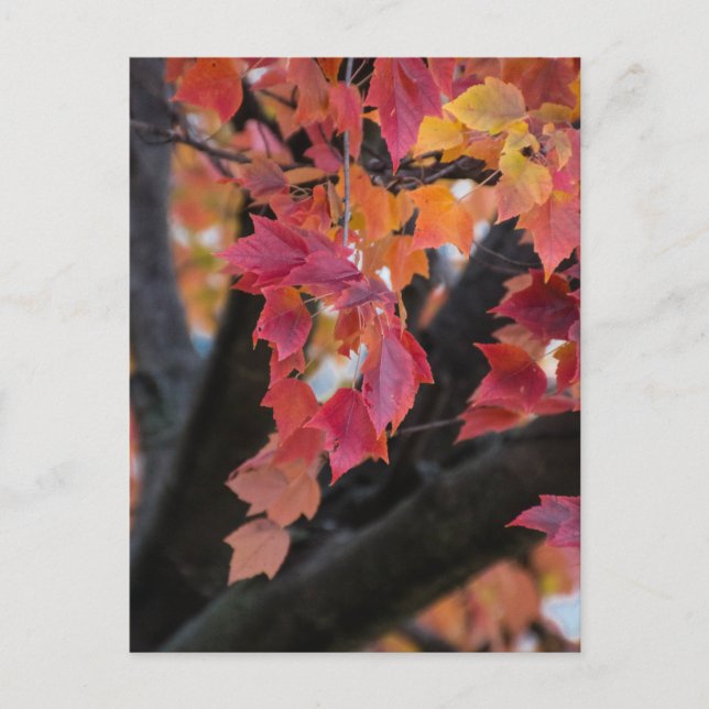 Postal Otoño (Anverso)