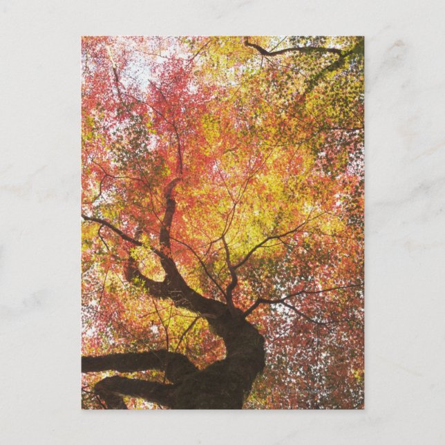 Postal Otoño (Anverso)