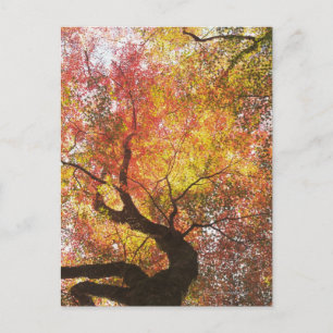 Postal Otoño