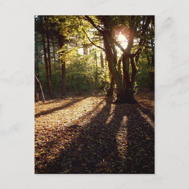 Postal Otoño | (Anverso)