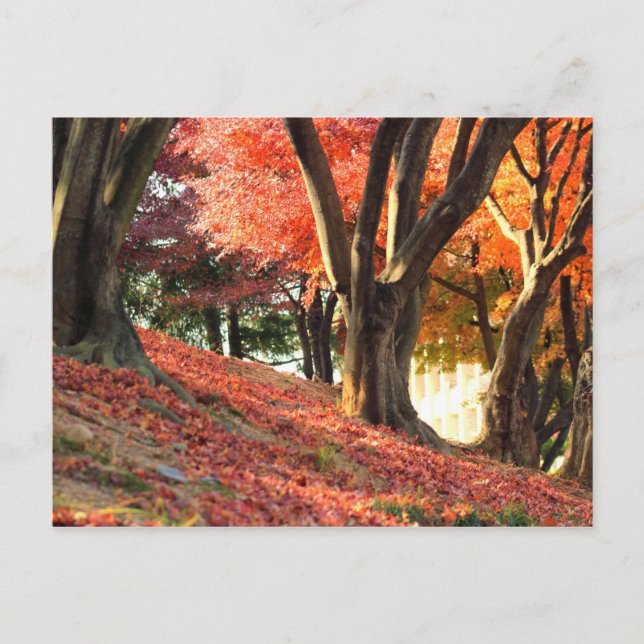 Postal Otoño (Anverso)