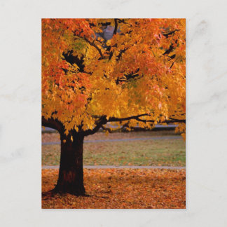 Postal otoño (1)