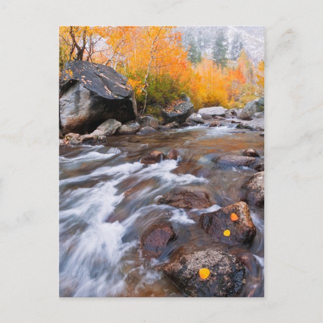 Postal Otoño a lo largo de Bishop Creek, CA (Anverso)