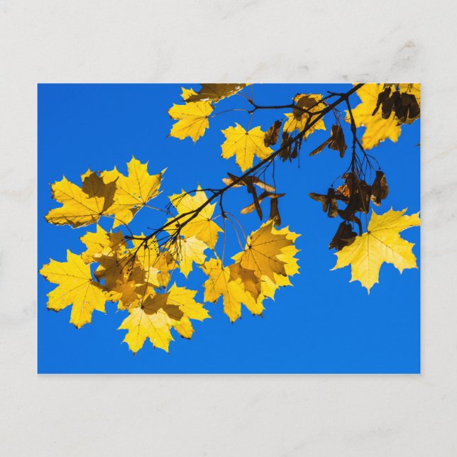 Postal Otoño Blues (Anverso)