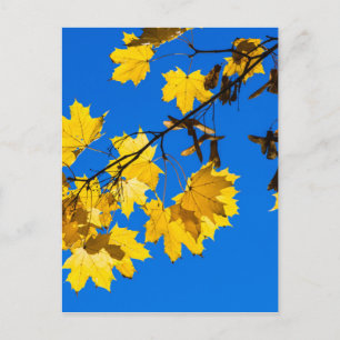 Postal Otoño Blues
