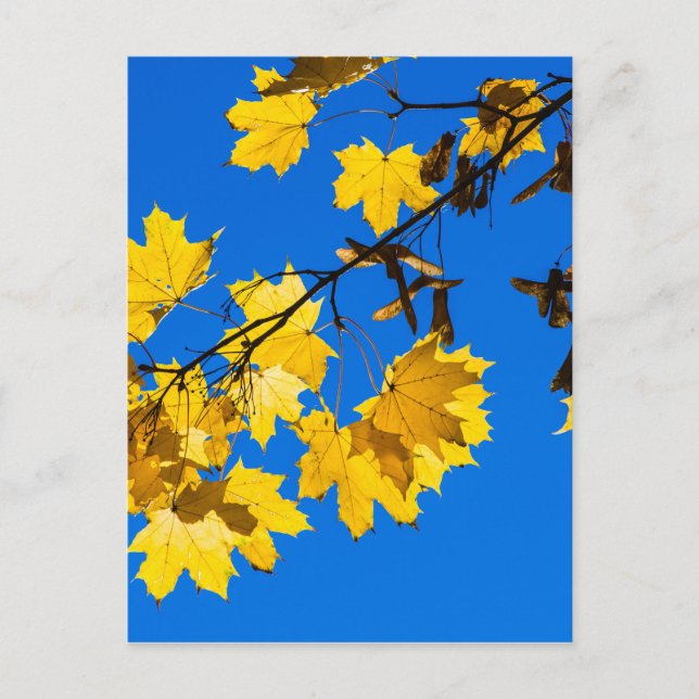 Postal Otoño Blues (Anverso)