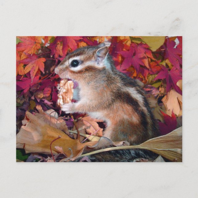 Postal Otoño, chipmunk (foto) (Anverso)