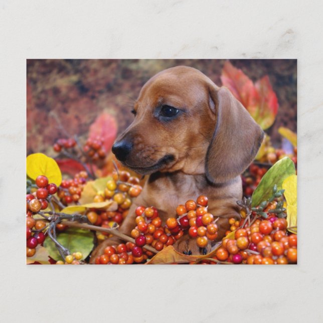 Postal Otoño Dachshund Puppy (Anverso)