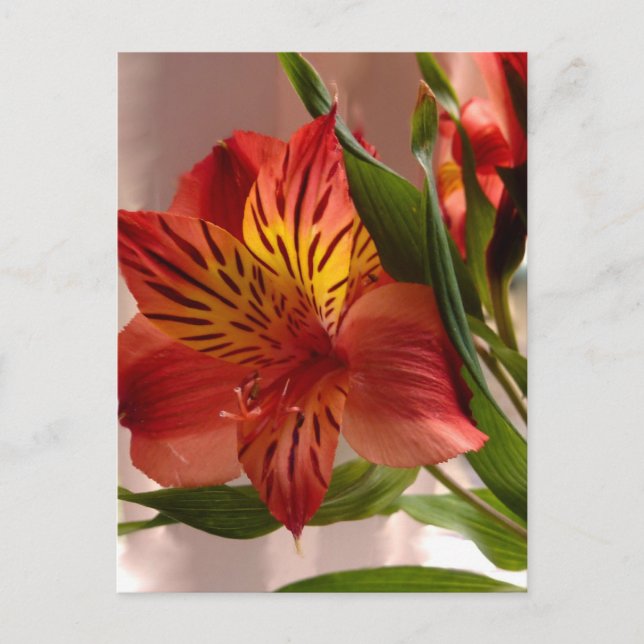 Postal Otoño de Alstroemeria (Anverso)
