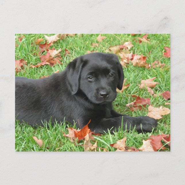Postal Otoño de Cachorro de Labrador Negro - Laboratorio  (Anverso)