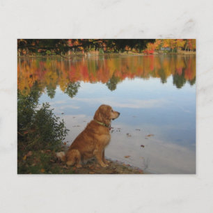 Postal Otoño de Golden Retriever en el lago