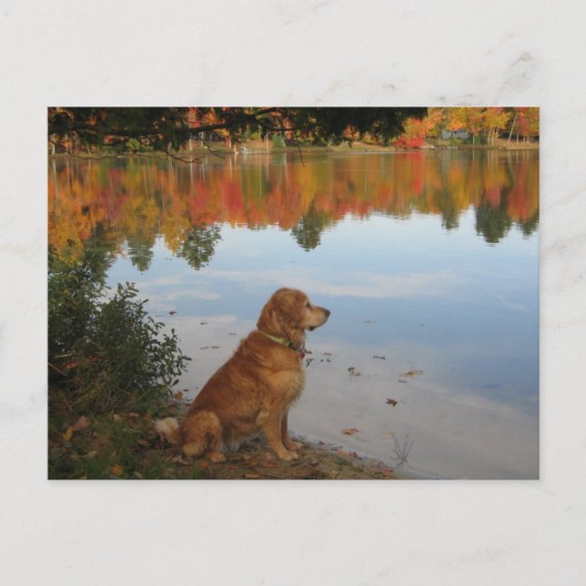 Postal Otoño de Golden Retriever en el lago (Anverso)