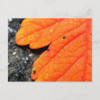 Otoño de Nueva Inglaterra