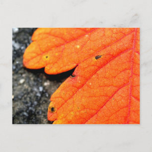 Postal Otoño de Nueva Inglaterra