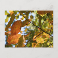 Otoño de otoño deja fotografía de la naturaleza de
