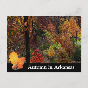Postal Otoño en Arkansas / Fotografía de árboles de la te