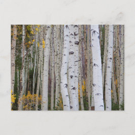 Postal Otoño en el Aspen